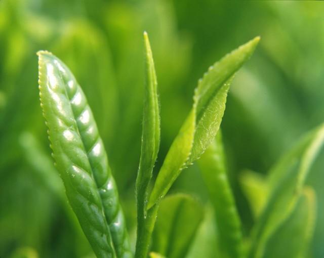 深蒸し茶の秘密